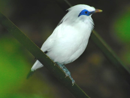 Bali Mynah - bird, white, bali, mynah