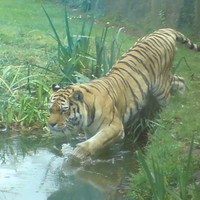 tiger entering water