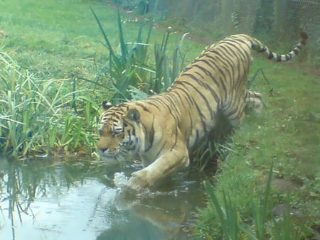 tiger entering water - animal, tiger, zoo, tiger in water