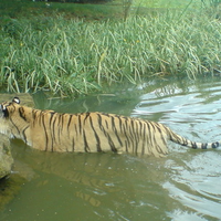 tiger in water