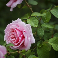 A Rose after the Rain