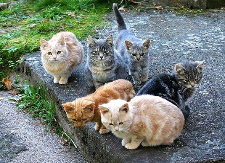 Catting around - black, grey, six, cats, hanging out, orange, brown white, outside