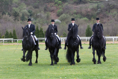 A Cuadriga Of Friesians - holland, black, horses, dutch, friesians, friesland