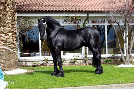 Shiny Beauty - horses, holland, dutch, friesian, black