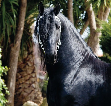 Photogenic - holland, black, horses, dutch, friesian