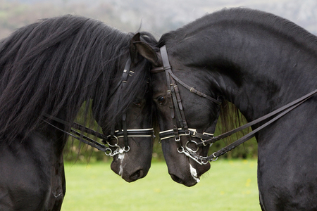 Together Again - horses, friesian, black, holland, dutch, draft horse