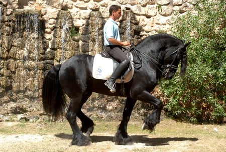 Passage - holland, black, horses, draft horse, dutch, friesian