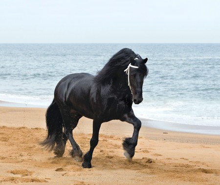 A Day Off - holland, black, horses, beach, draft horse, dutch, friesian, sea