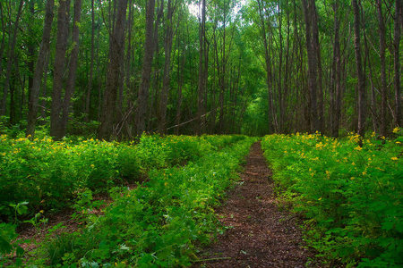 forest - nice, trees, photography, path, calm, nature, cool, forest, walk, beautiful, green, tree, flowers, grass