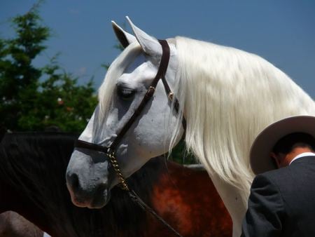 Baroque Head - baroque, spanish, white, horses, iberian, andalusian