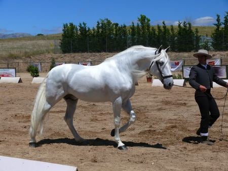 Test - horses, white, andalusian, spanish