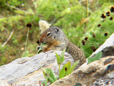 Columbian Ground Squirrel - lunch, squirrel, rodent, busy, alberta