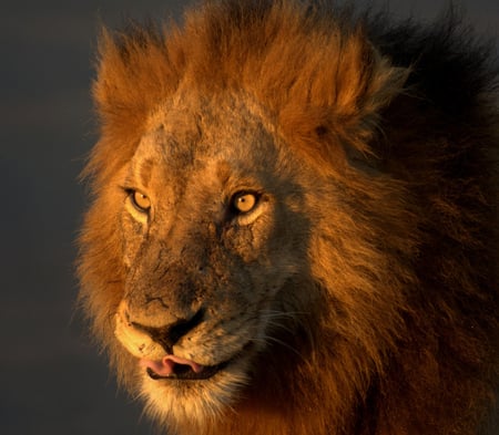 might be hungry by looks of face - handsome, majestic, lion, beautiful