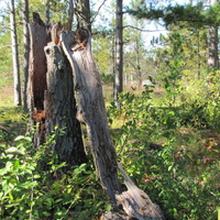 Rotting Tree