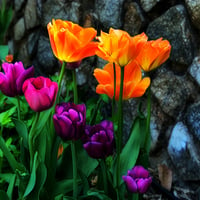 Tulips