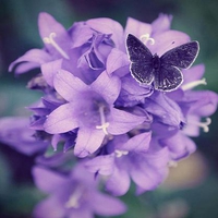 Purple beauties