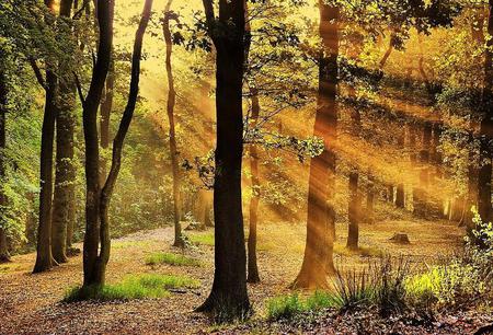 Shining through - forest, plants, shining, branches, trees, sun rays