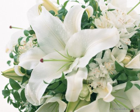 White lily - white, petal, lily, flower