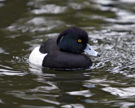 tufted-duck - white, animals, water, black, duck, birds, green