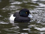 tufted-duck