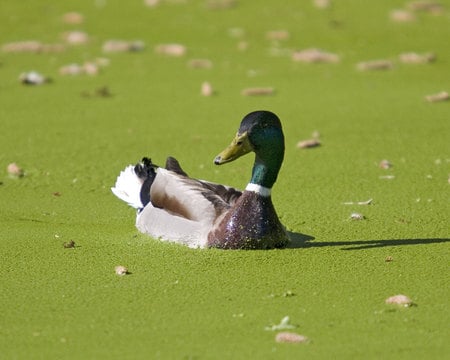 mallard-green-algae - duck, birds, animal, water, green, grass