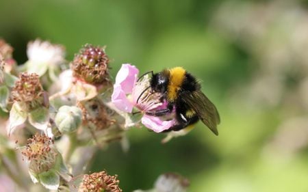 bee-on-flower - flowers, bee, animals, other