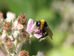 bee-on-flower