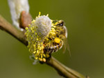 bee-gathering-pollen