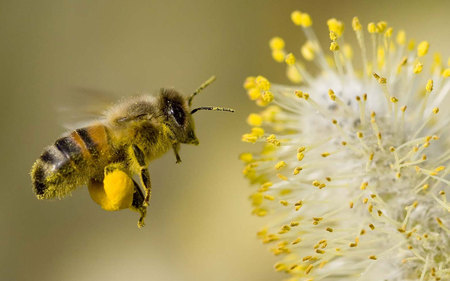 bee-collecting-pollen - animals, flowers, bee, pollen, other