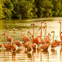 Pink Flamingoes