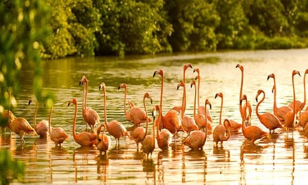 Pink Flamingoes - flamingoes, trees, feathers, pink, water, greenery, swamp, birds