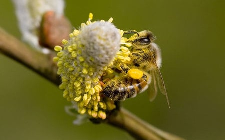 bee-pussy-willow-blossom - flowers, bee, pollen, other, animals