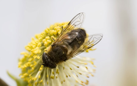 bee-wing-pattern - bee, animals, flowers, pollen, other