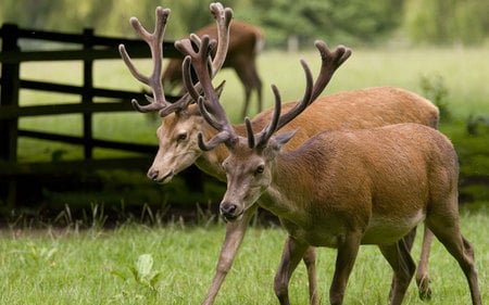 two-stags-calke - green, deer, stags, calke, grass, animals