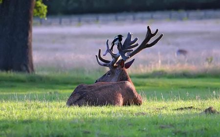 stag-magpie - stags, animals, green, deer, grass