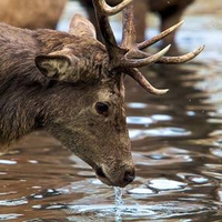 deer-in-lake-wollaton