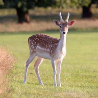 fawn-deer