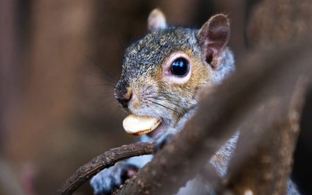 squirrel-with-nut - tree, nut, squirrels, animals