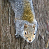 squirrel-on-tree