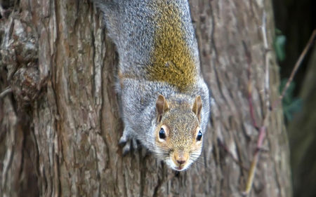 squirrel-on-tree - squirrels, tree, close up, animals