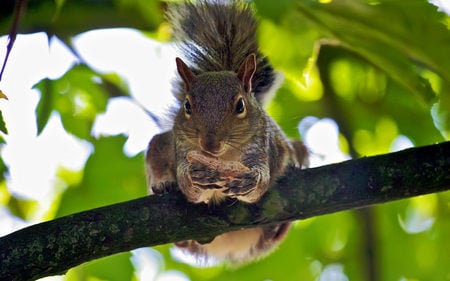 squirrel-holding-peanut - nut, green, squirrels, tree, animals