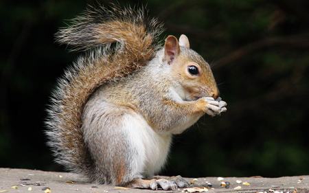 squirrel-eating-seeds - animals, eating, tree, nut, squirrels