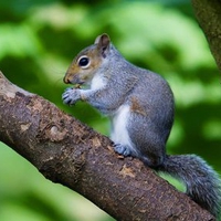 squirrel-desktop-background