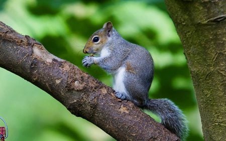 squirrel-desktop-background - desktop, background, squirrels, animals, nut, tree