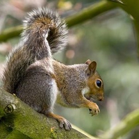 squirrel-in-tree