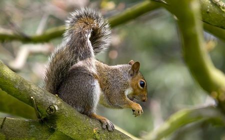 squirrel-in-tree - animals, green, tree, nut, squirrels