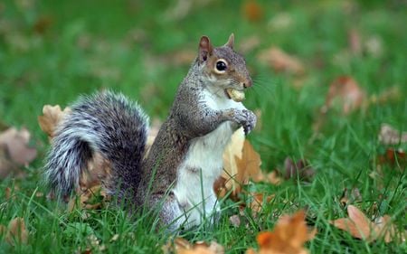 squirrel-my-peanut - animals, green, squirrels, grass, peanut