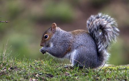 squirrel-eating-nut - animals, eating, tree, grass, squirrels, peanut