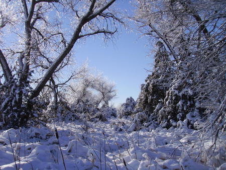 Platte River walking trail after storm - nebraska, winter, platte river, trees