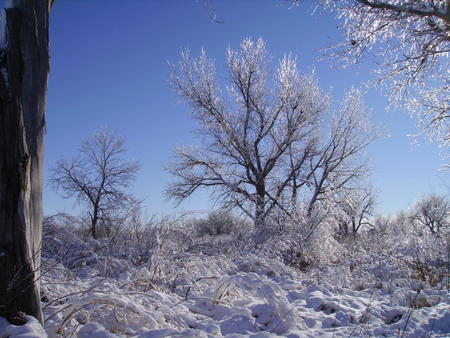 Nebraska Winter - winter, nebraska, field, trees